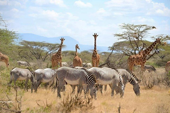 Tour privado de 5 días a Ngorongoro con transporte