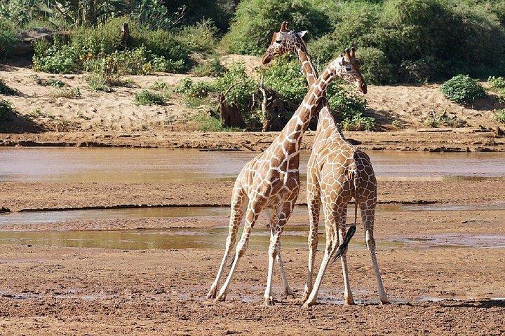 サンブル国立保護区プライベート3-ナイロビ発日帰りサファリツアー