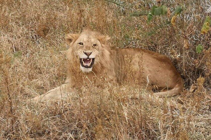 4 Dias de Safari Tarangire Serengeti e Ngorongoro