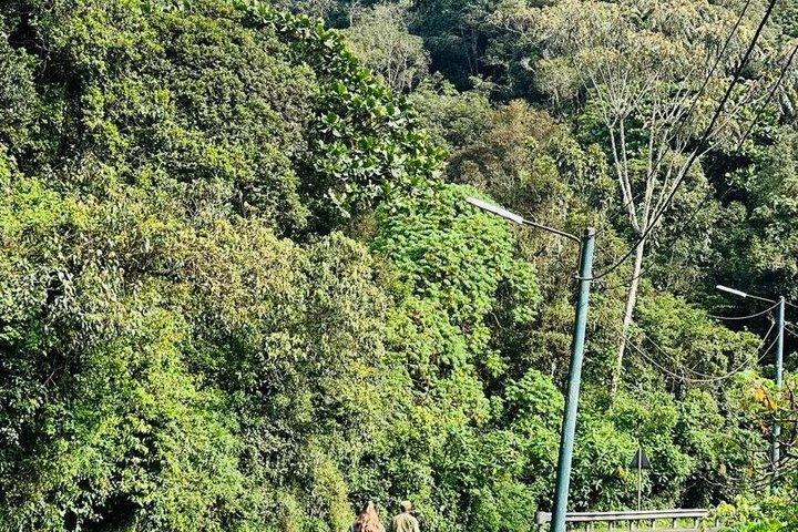 ニュングウェの森、キャノピーウォーク、ジップラインでの一日アドベンチャー。