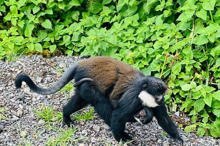 ニュングウェの森、キャノピーウォーク、ジップラインでの一日アドベンチャー。