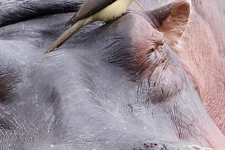 クレセント島ウォーキングサファリ＆ナイバシャ湖ボートライド