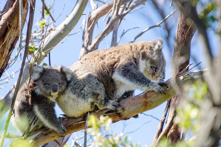 Great Ocean Road omvendt dagstur fra Melbourne | 12 Apostler