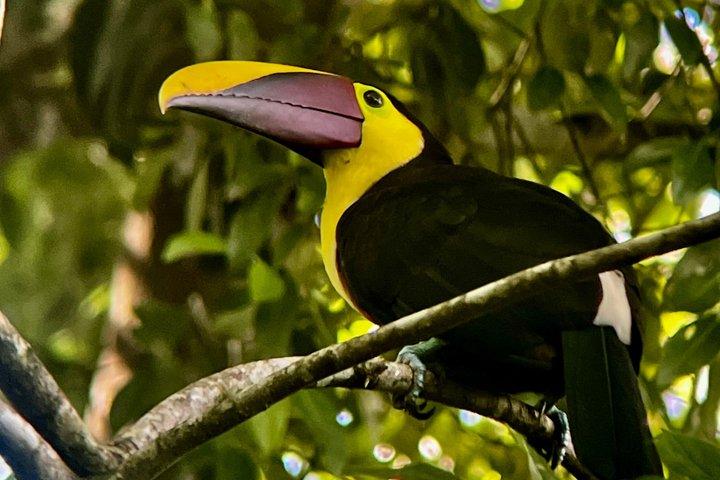 Sunrise Birdwatching al vulcano Arenal