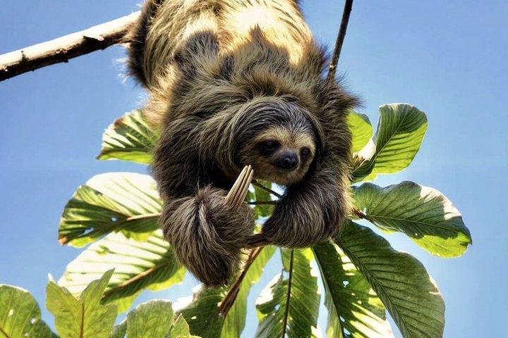 La Fortuna : avvistamento garantito di bradipi su sentieri privati