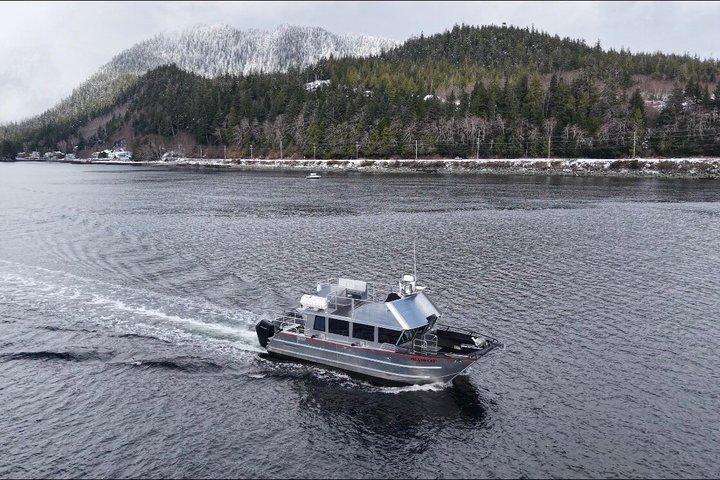 Walvissen en lunch! Ketchikan's Premier Zeezoogdier Bekijk Tour