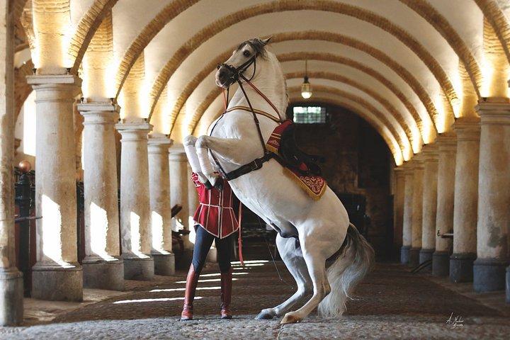 コルドバの馬術ショー王立厩舎