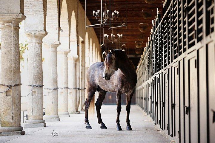 コルドバの馬術ショー王立厩舎