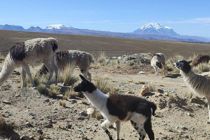 Chacaltaya Mountain and Valley of the Moon Tour in La Paz