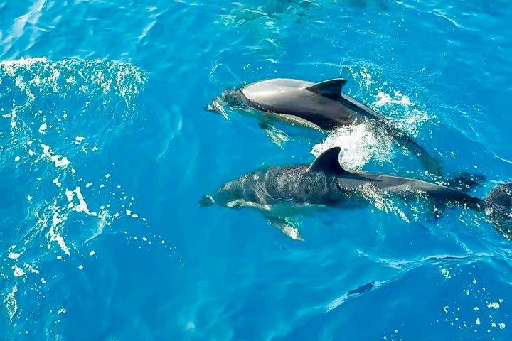 Catamarano Benalmádena: Delfini, tapas e nuotata in mare (2 ore e 30 minuti)