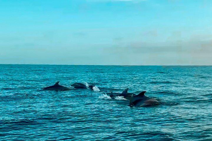 ベナルマデナ・カタマラン：イルカウォッチング、タパス、海水浴　2時間30分
