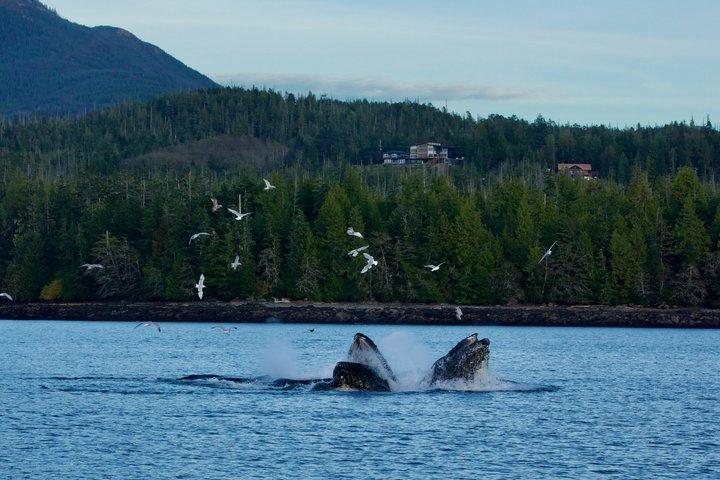 Privat vand og land tur naturskønne Ketchikan eventyr