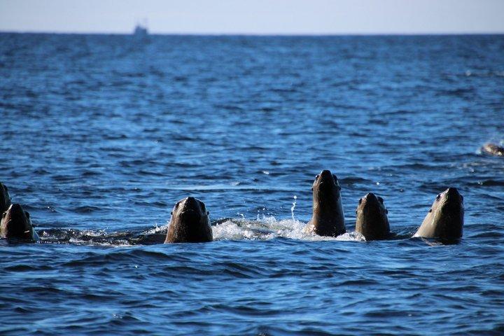 水と陸のプライベートツアー絶景ケチカンアドベンチャー