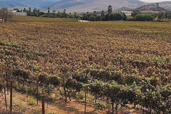 Lobster Lunch & Wine Tour