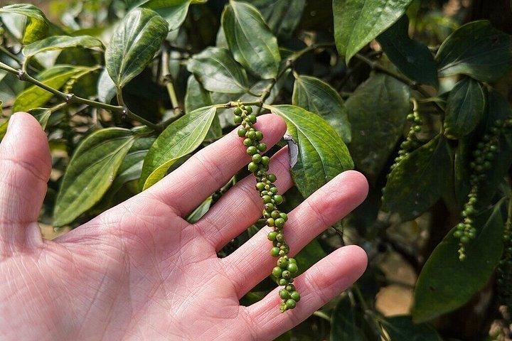 フーコック島の北を探索する古典的な陸軍ジープで