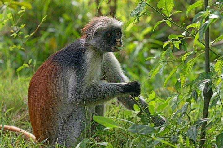 ジョザニの森の野生動物とロックレストラン体験