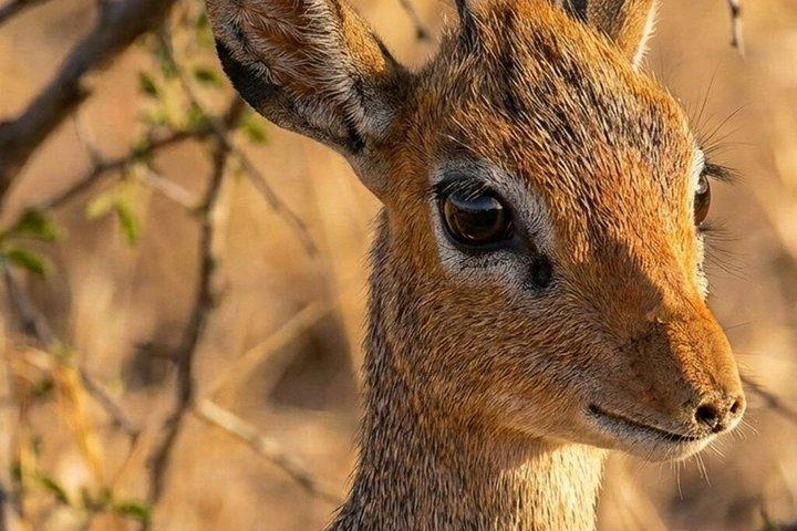 ジョザニの森の野生動物とロックレストラン体験