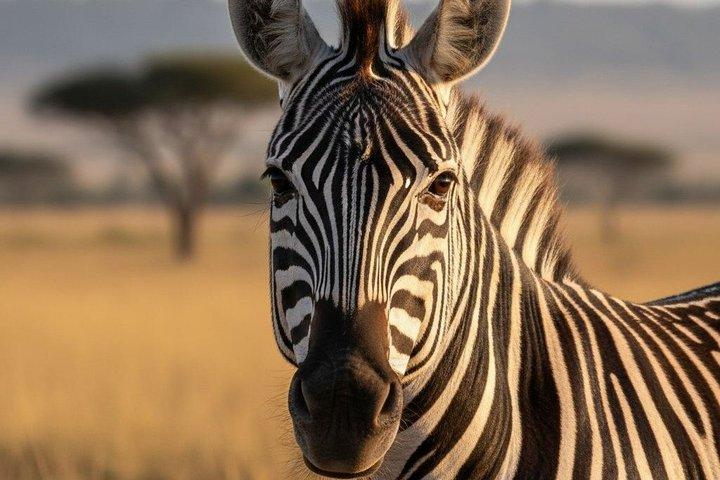 ジョザニの森の野生動物とロックレストラン体験