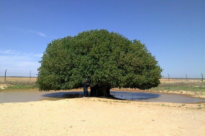 Tour privato dell'albero di Al Buqayawiyya
