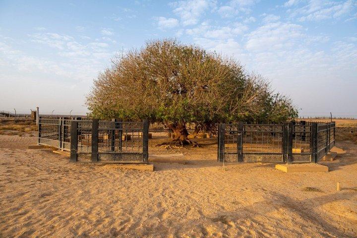 Tour privato dell'albero di Al Buqayawiyya
