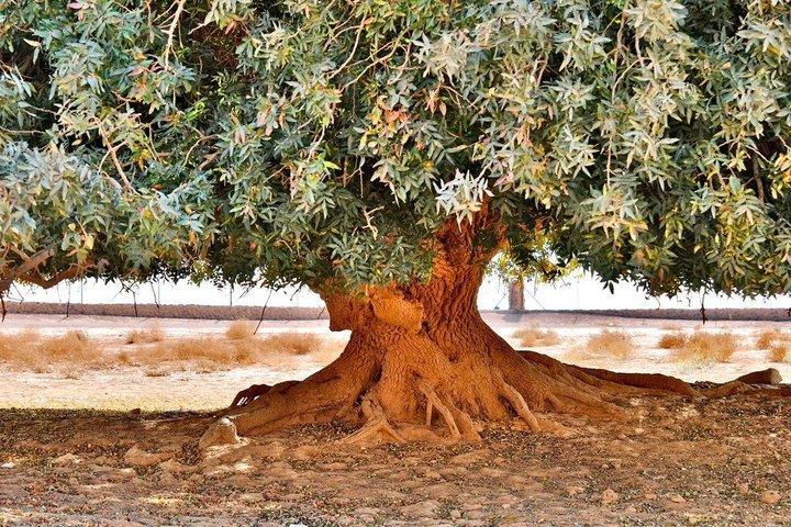 Tour privato dell'albero di Al Buqayawiyya