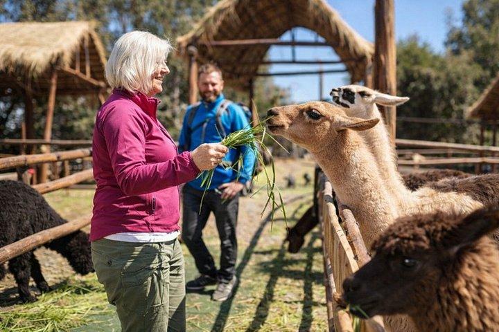 Cusco Panoramic Tour with Alpacas & Central Market Visit