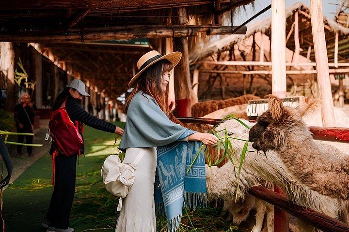 Cusco Panoramic Tour with Alpacas & Central Market Visit