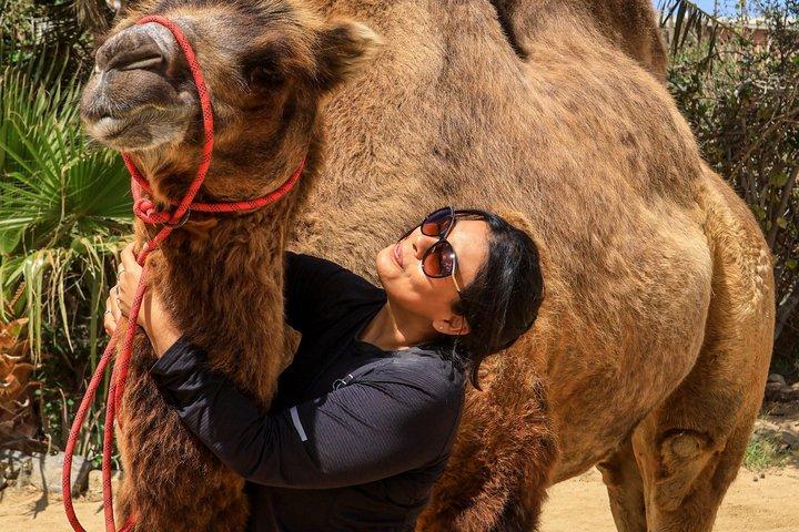 The Ultimate Camel Safari Experience in Los Cabos