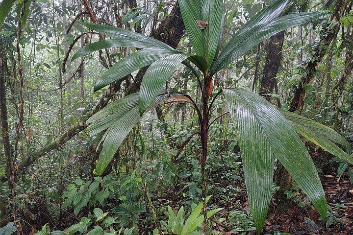 1 - Day Jungle Tour to Puyo