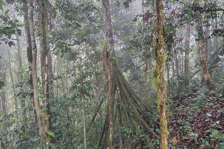 1 - Day Jungle Tour to Puyo