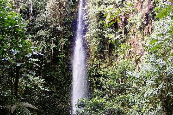 1 - Day Jungle Tour to Puyo