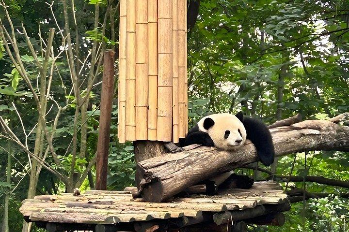 Chengdu : Panda Base Leshan Buddha Tour (oder Halbtages-Panda Base )