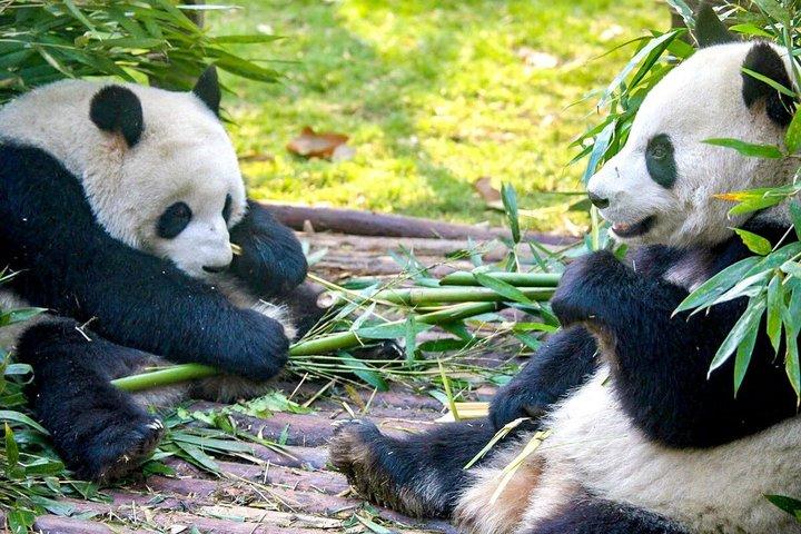 小グループの北京、西安、成都、上海への11日間の中国ツアー