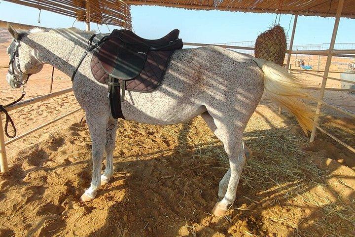 砂漠のサンセットアドベンチャー（ラクダ乗りと乗馬付き）