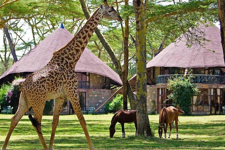 Excursion d'une journée à Naivasha au départ de Nairobi