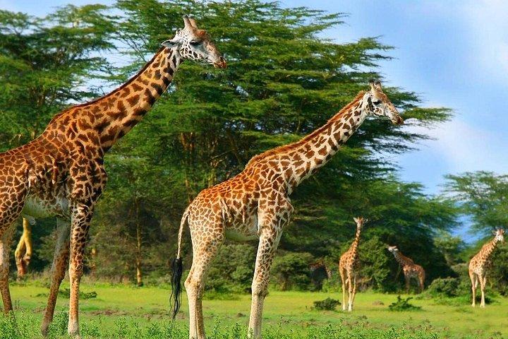 マルチデイマサイマラサファリツアー（熱気球付き）