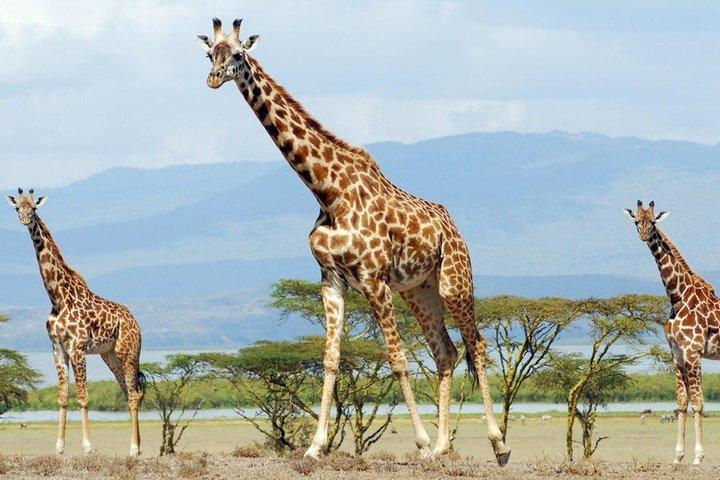 Excursion d'une journée à Naivasha au départ de Nairobi