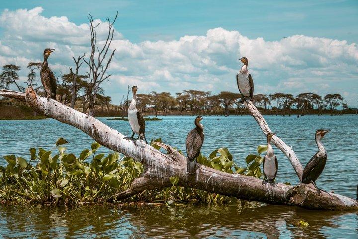 Nairobi to Crescent Island Walking Safari and Lake Naivasha