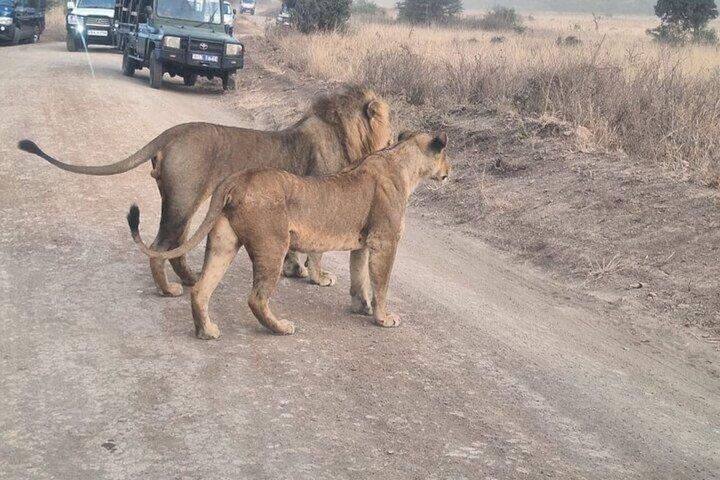 Amboseli nationalpark: Heldagstur från Nairobi