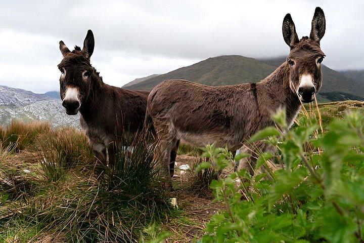 ミニバスツアーは15人までの乗客をガルウェイアイルランドのグループをレンタル