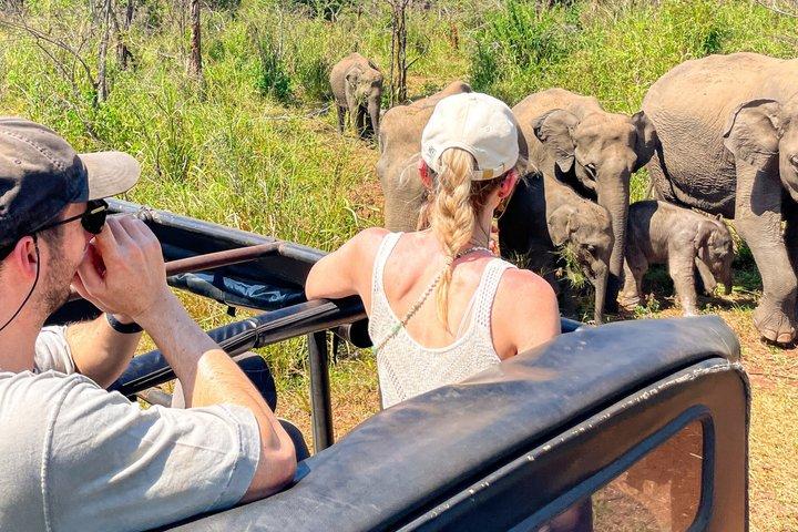 Minneriya premium Elephant Safari with expert Guide