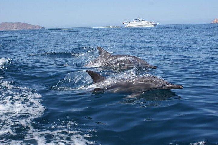 Excursion à Gibraltar et observation des dauphins au départ de Malaga