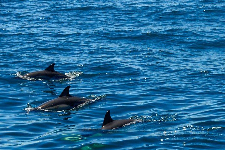 Excursion à Gibraltar et observation des dauphins au départ de Malaga