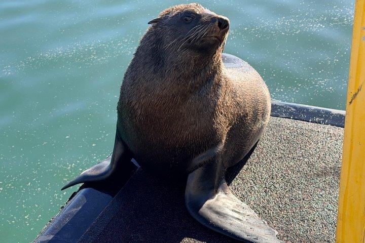 テーブルマウンテンとロッベン島ツアー（事前予約チケット付き）