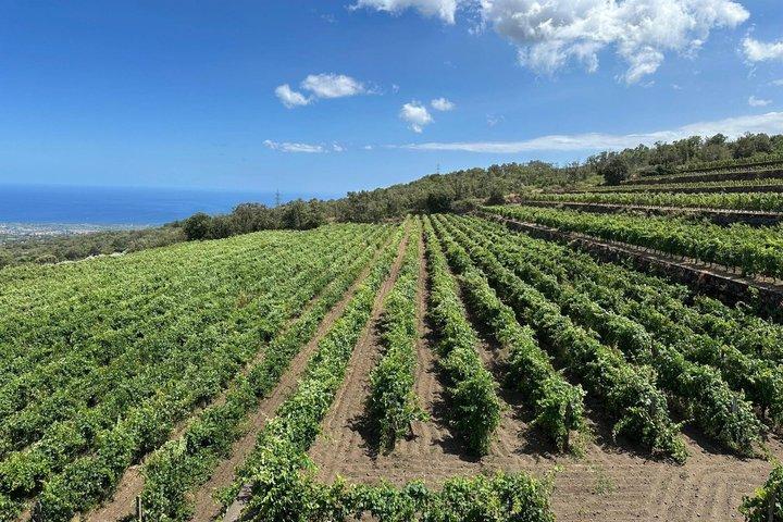 Etna e Vinho: uma experiência de natureza e aromas com sabor.