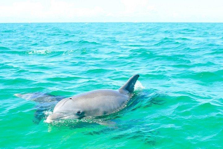 デスティンのカニ島でドルフィンクルーズアドベンチャー