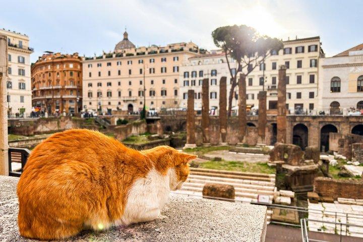Tour delle ultime ore di Giulio Cesare dal Foro Romano