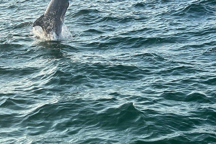 デスティンのカニ島でドルフィンクルーズアドベンチャー