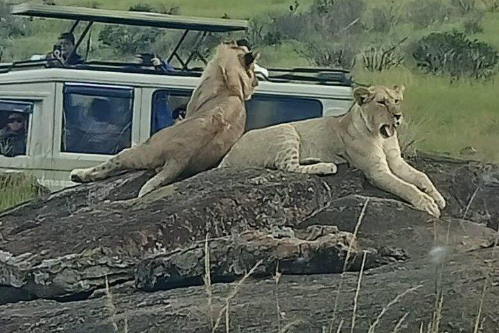 Benutzerdefinierte Safari Abenteuer in Kenia Maasai Mara & More