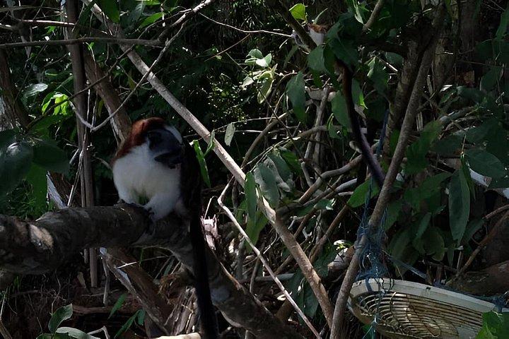 サル、ナマケモノ、パナマ運河ツアー(入場料込み)